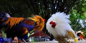 luyện tập cho gà chiến