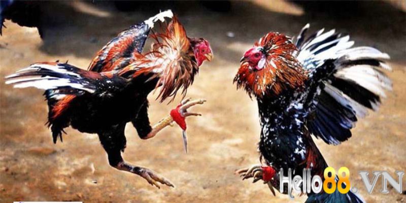 Cách thức thi đấu