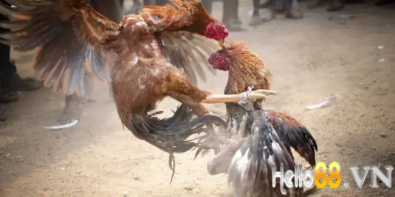 Cẩm nang chơi đá gà cựa dao cho chiếu mới