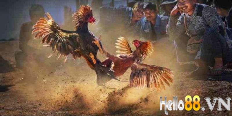 Điều kiện thắng (thua) trong đá gà cựa dao là gì?