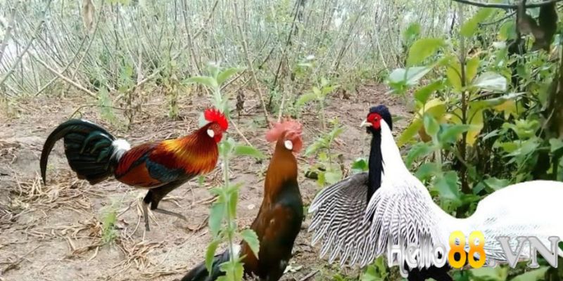 Gà rừng thuần chủng đá có hay không?
