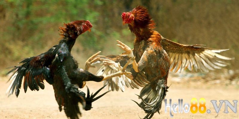 Tại sao cần luyện tập cho gà chiến?