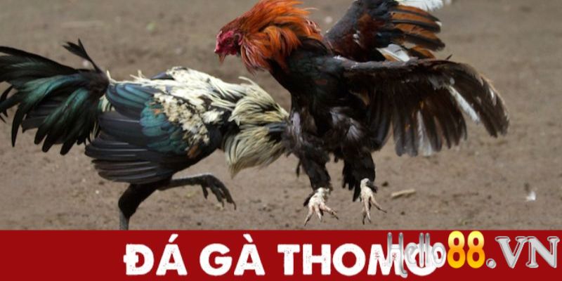 Thông tin thú vị về đá gà Thomo