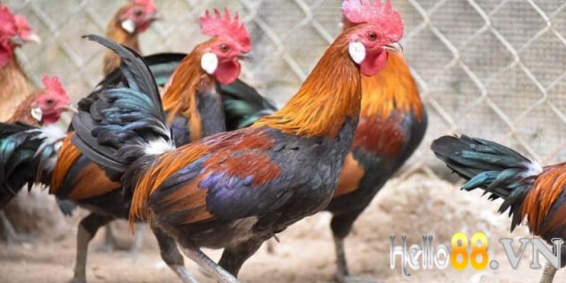 Tiềm năng phát triển