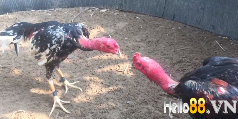 Trọn bộ các cách luyện tập cho gà chiến hiệu quả hiện nay