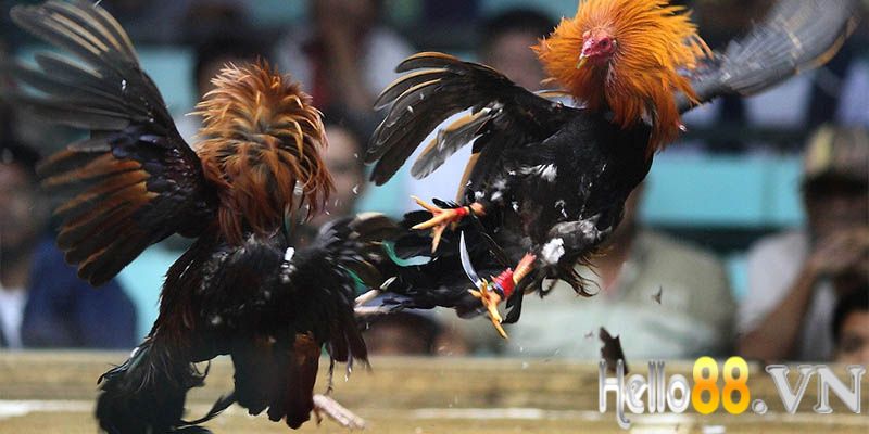 Trọn Bộ Mẹo Chơi Đá Gà Thomo Thắng Lớn Cho Kê Thủ